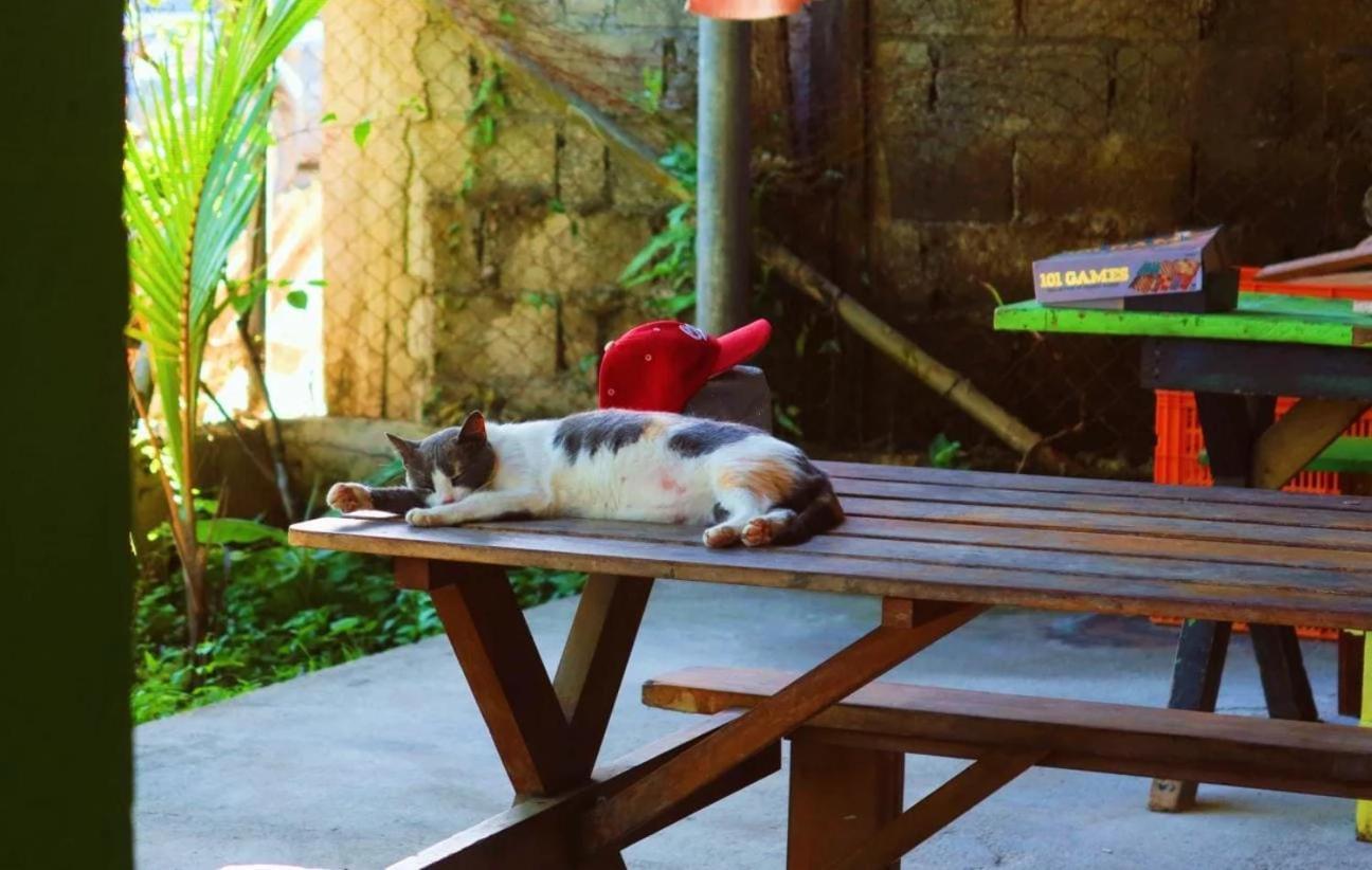 Bambu Lounge Bocas Hostel Bocas Town Dış mekan fotoğraf